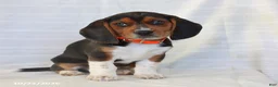 Beagle dogs for sale: Archer - Ad 3
