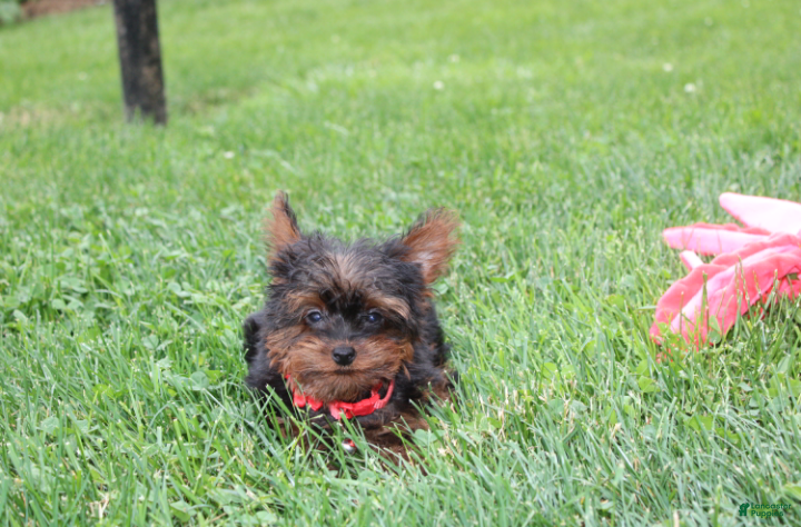 Yorkiepoo dogs Emmett  - Ad 2