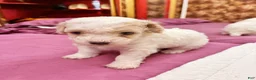 Toy Poodle dogs for sale: CHEPHREN TUT Teacup Toy Poodle  - Ad 2