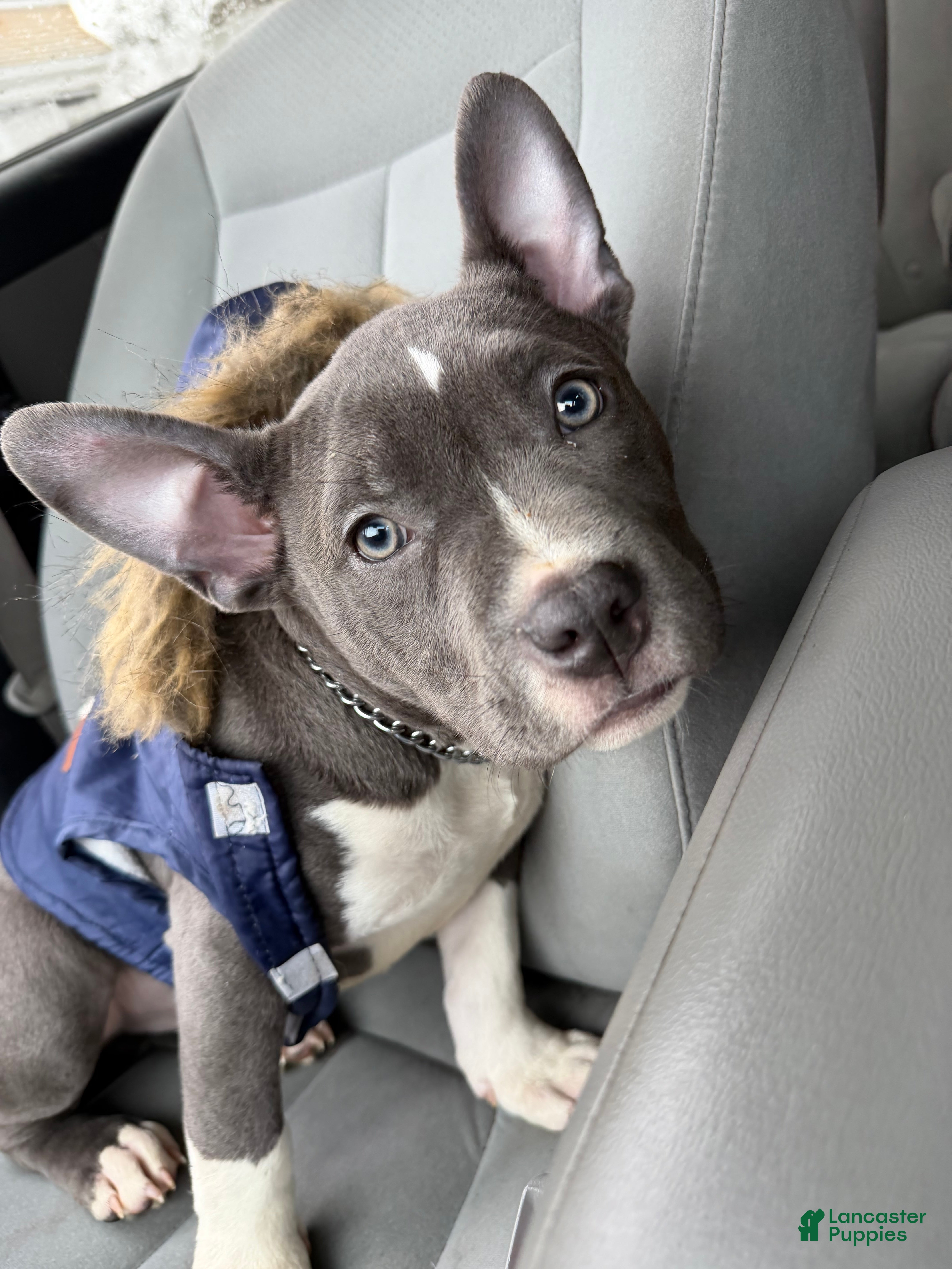 American Bully dogs American Bully Puppy 1 - Ad 28