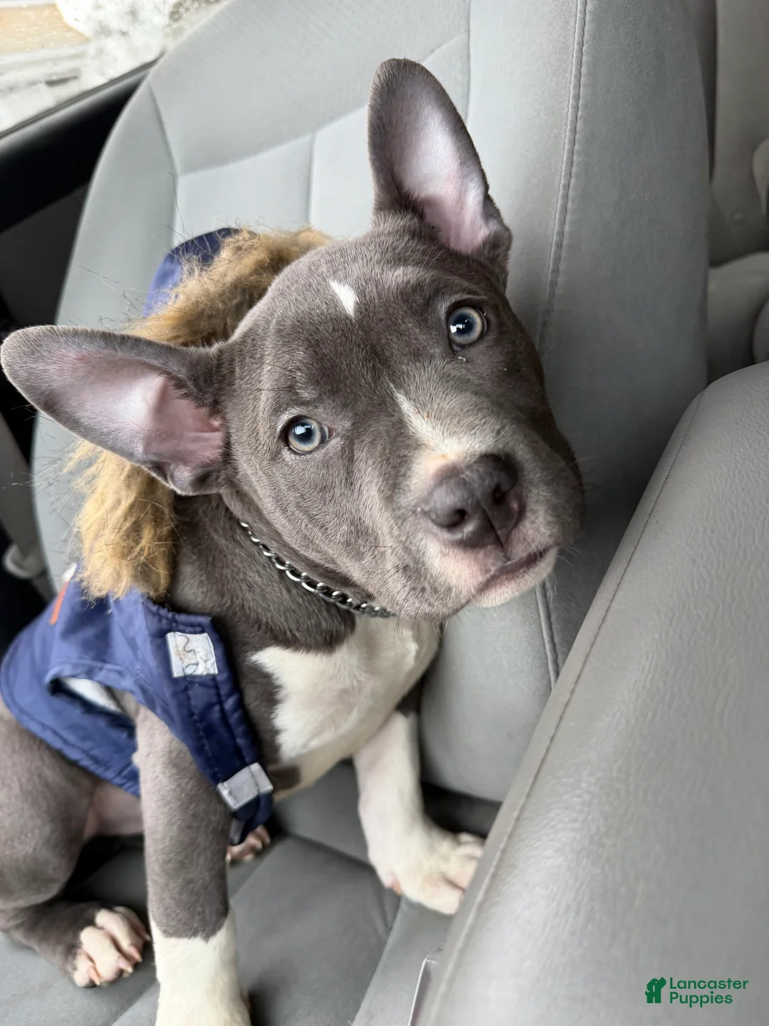 American Bully dogs for sale: American Bully Puppy 1 - Ad 1