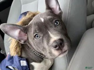 American Bully dogs American Bully Puppy 1 - Ad 28