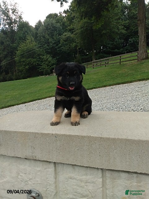 German Shepherd dogs Denver - Ad 2