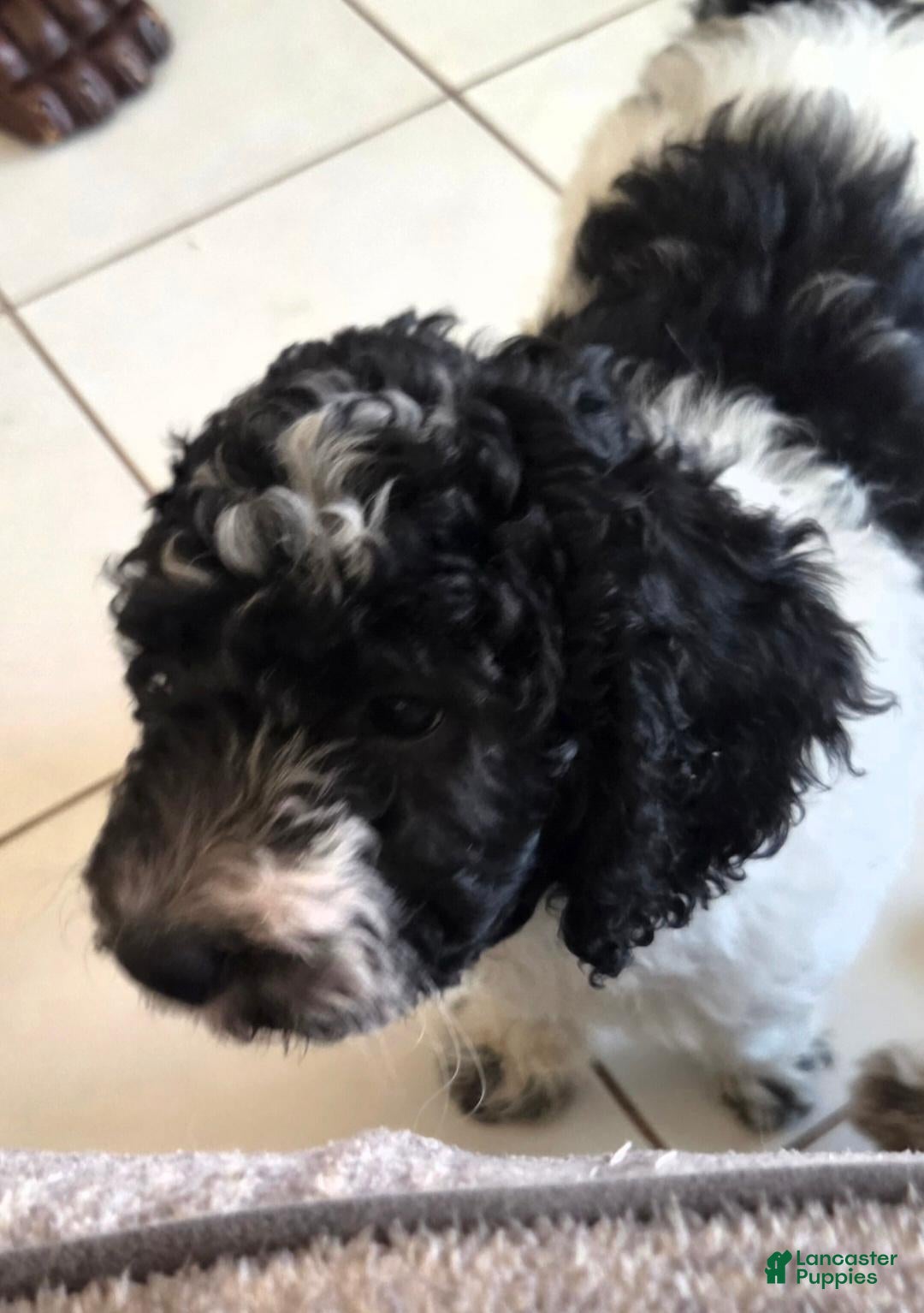 Miniature Poodle dogs Ugly Betty  - Ad 2