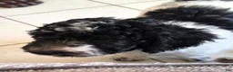 Miniature Poodle dogs for sale: Ugly Betty  - Ad 2