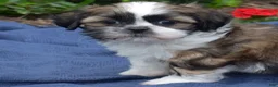 Shih Tzu dogs for sale: Zucchini - Ad 5