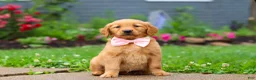 Golden Retriever dogs for sale: Banana - Ad 2