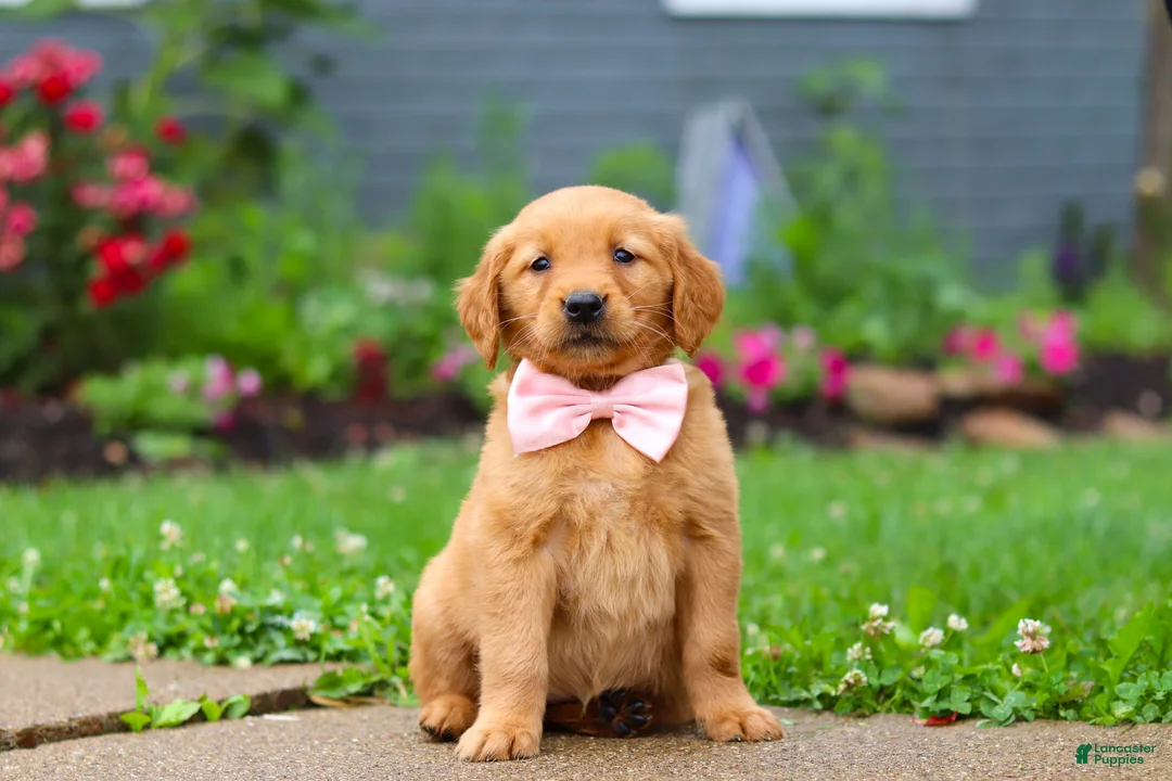 Golden Retriever dogs for sale: Banana - Ad 2