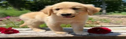 Golden Retriever dogs for sale: Emily - Ad 3