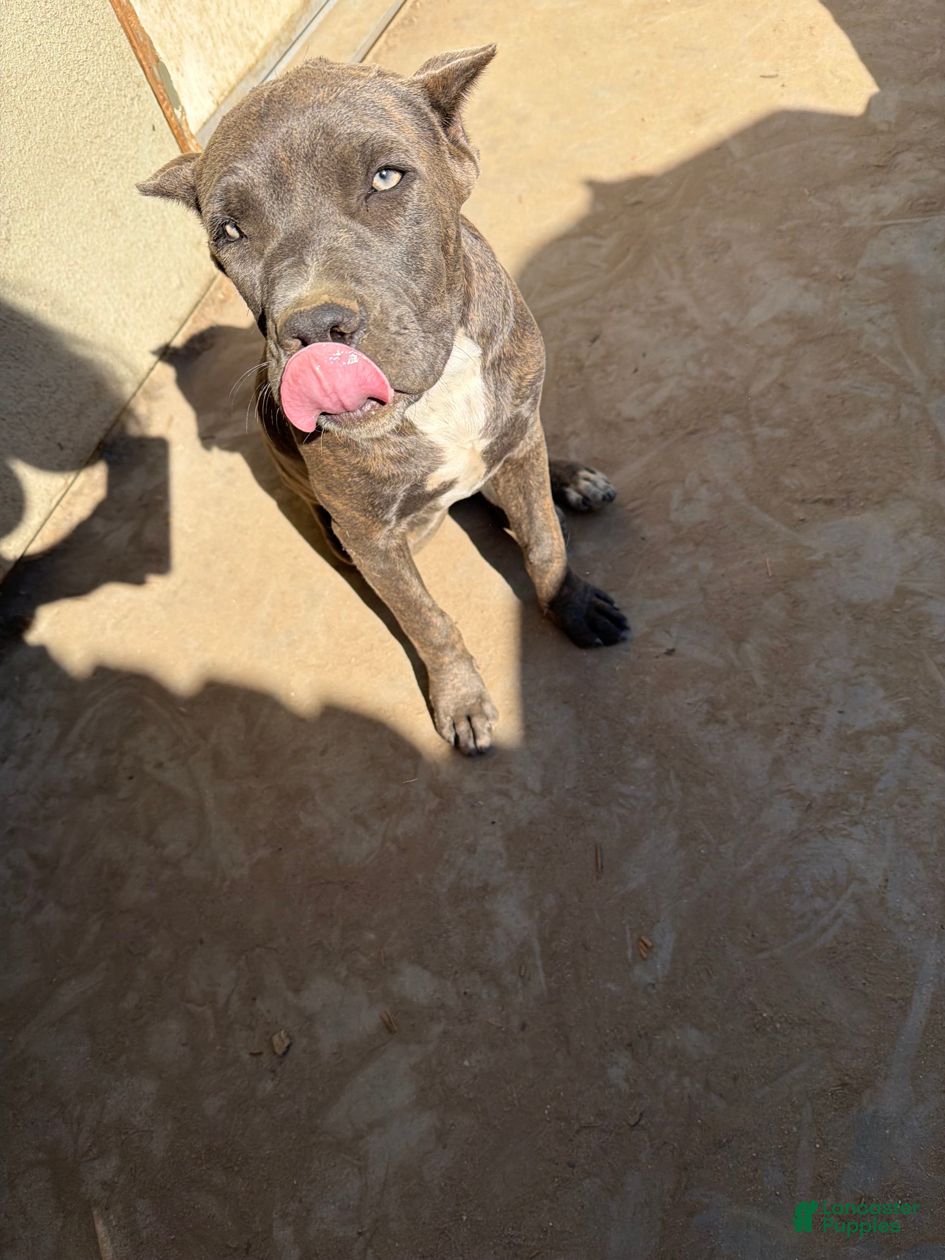 Mixed Breed dogs Mixed Breed 1 - Ad 9