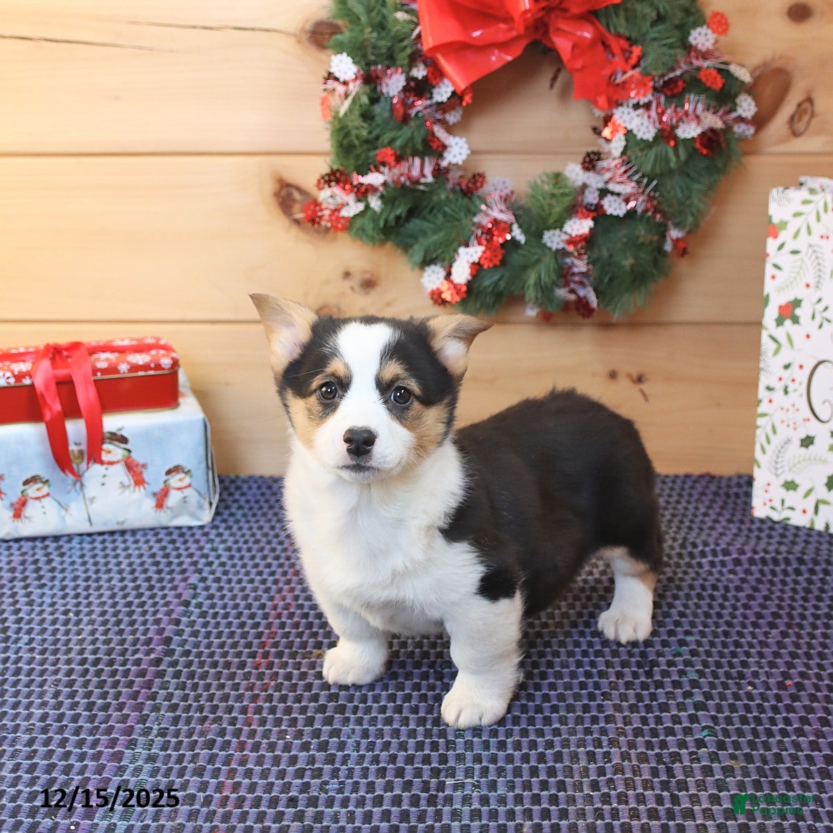 Welsh Corgi Pembroke dogs Happy - Ad 18