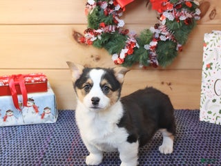 Welsh Corgi Pembroke dogs Happy - Ad 36