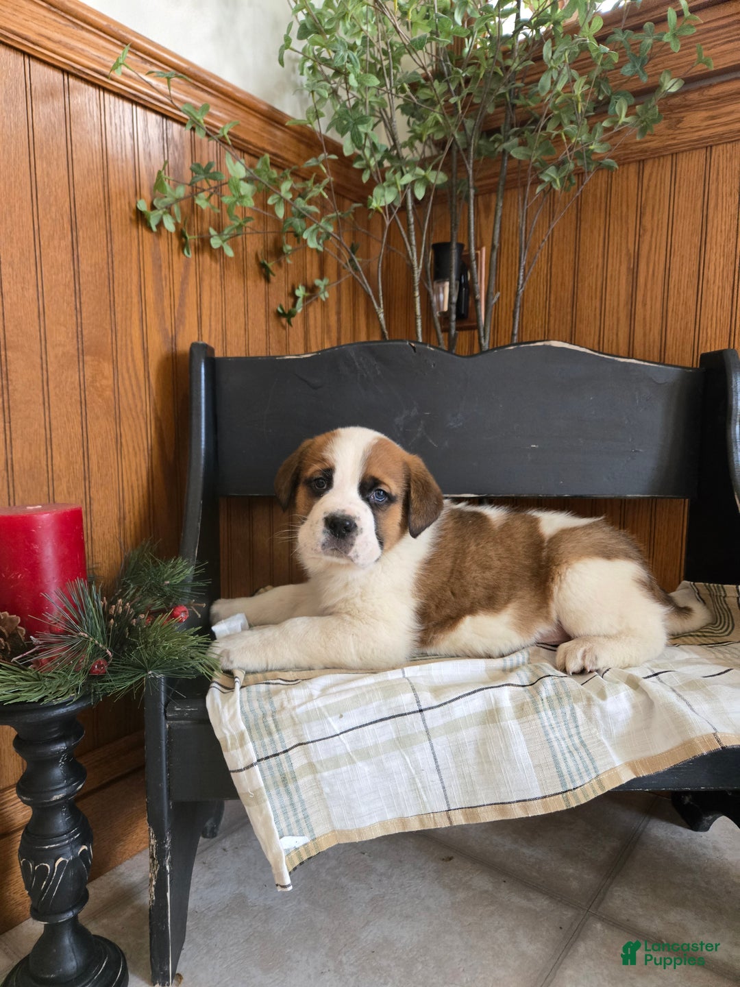Saint Bernard dogs for sale: Brownie  - Ad 1