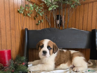 Saint Bernard dogs Brownie - Ad 7