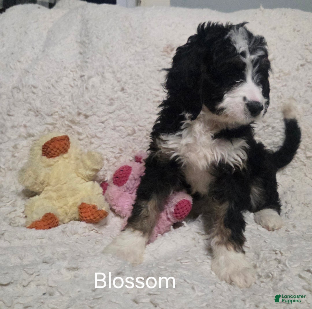 Bernedoodle dogs for sale: Bernedoodle Puppy 1 - Ad 7
