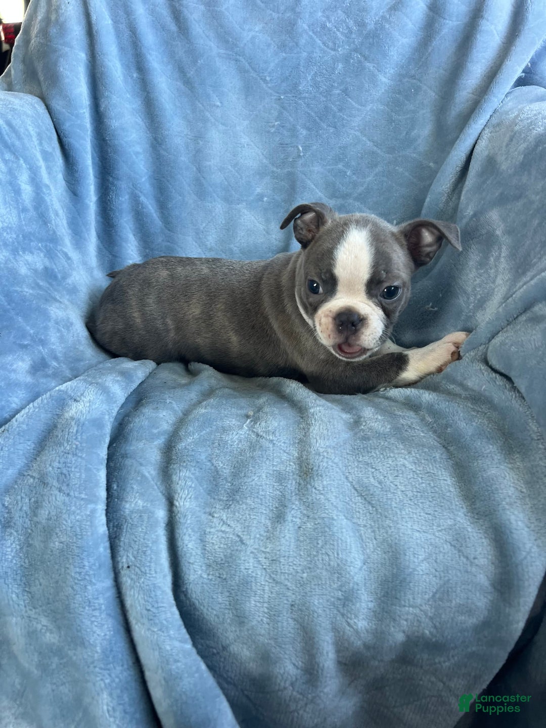 Boston Terrier dogs for sale: Theo - Ad 3