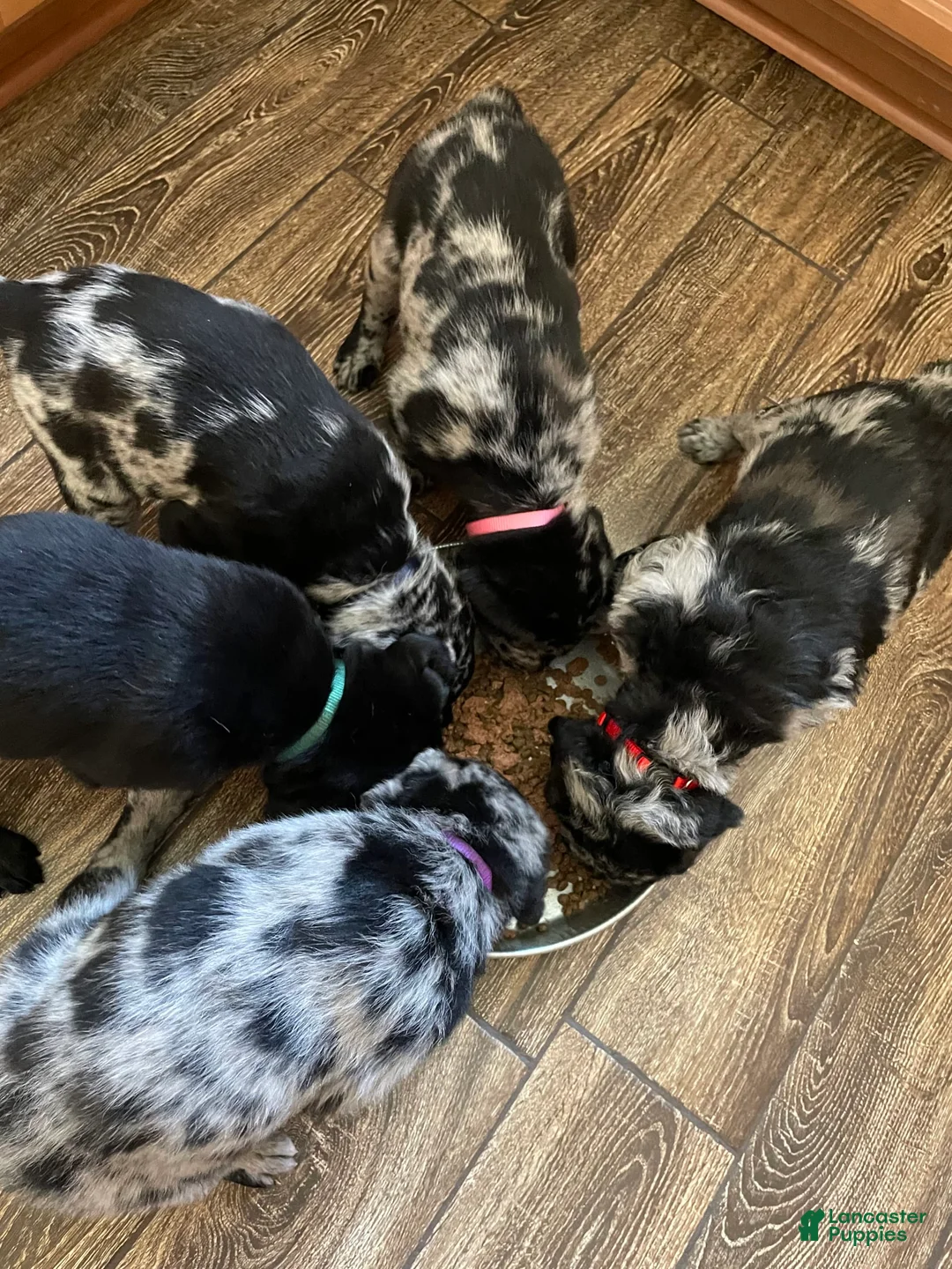 Gallery Image {{count}}