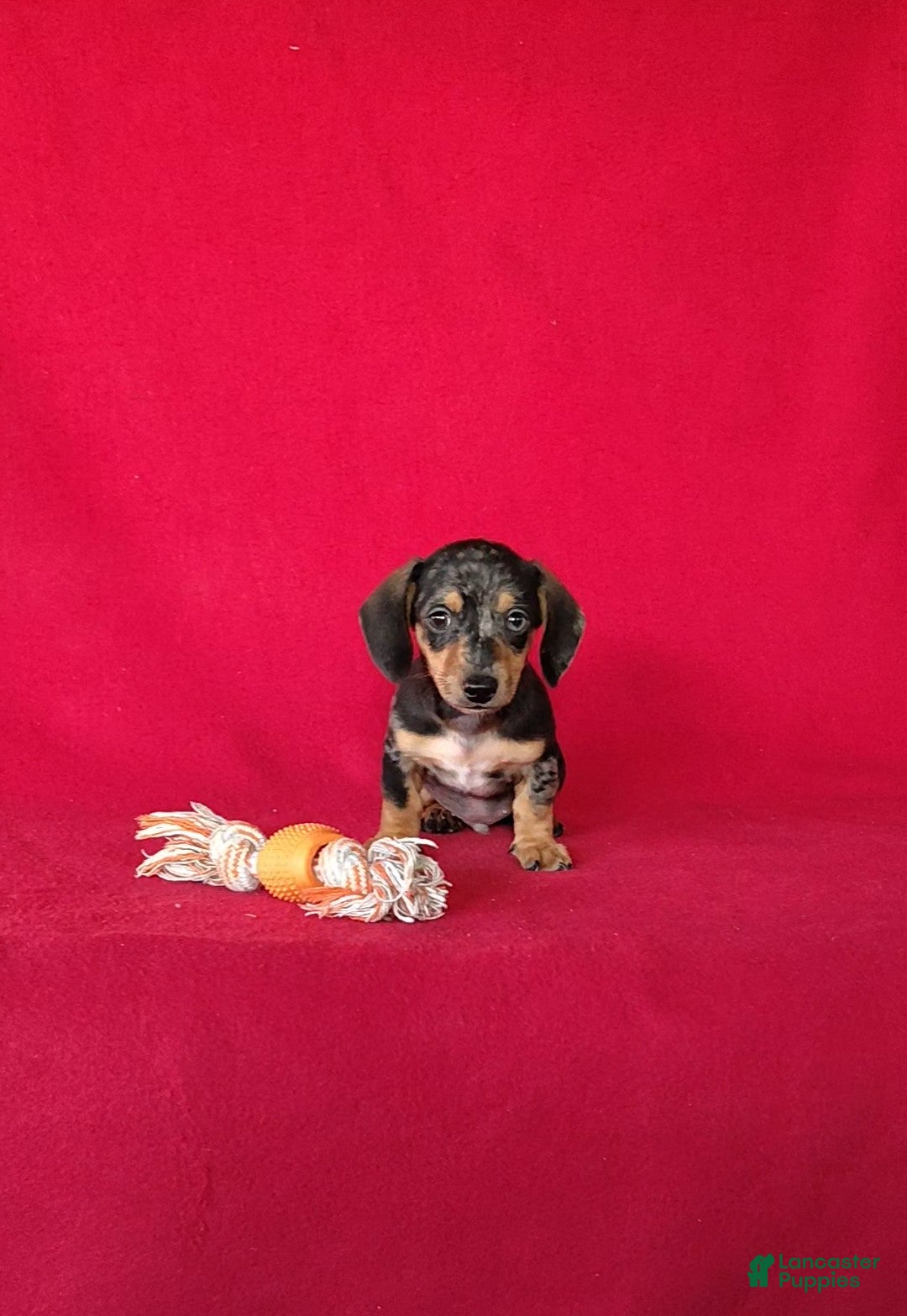 Miniature Dachshund dogs Teddy - Ad 1