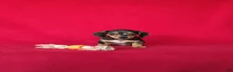 Miniature Dachshund dogs for sale: Teddy - Ad 1