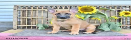 Mixed Breed dogs for sale: Adora - Ad 4
