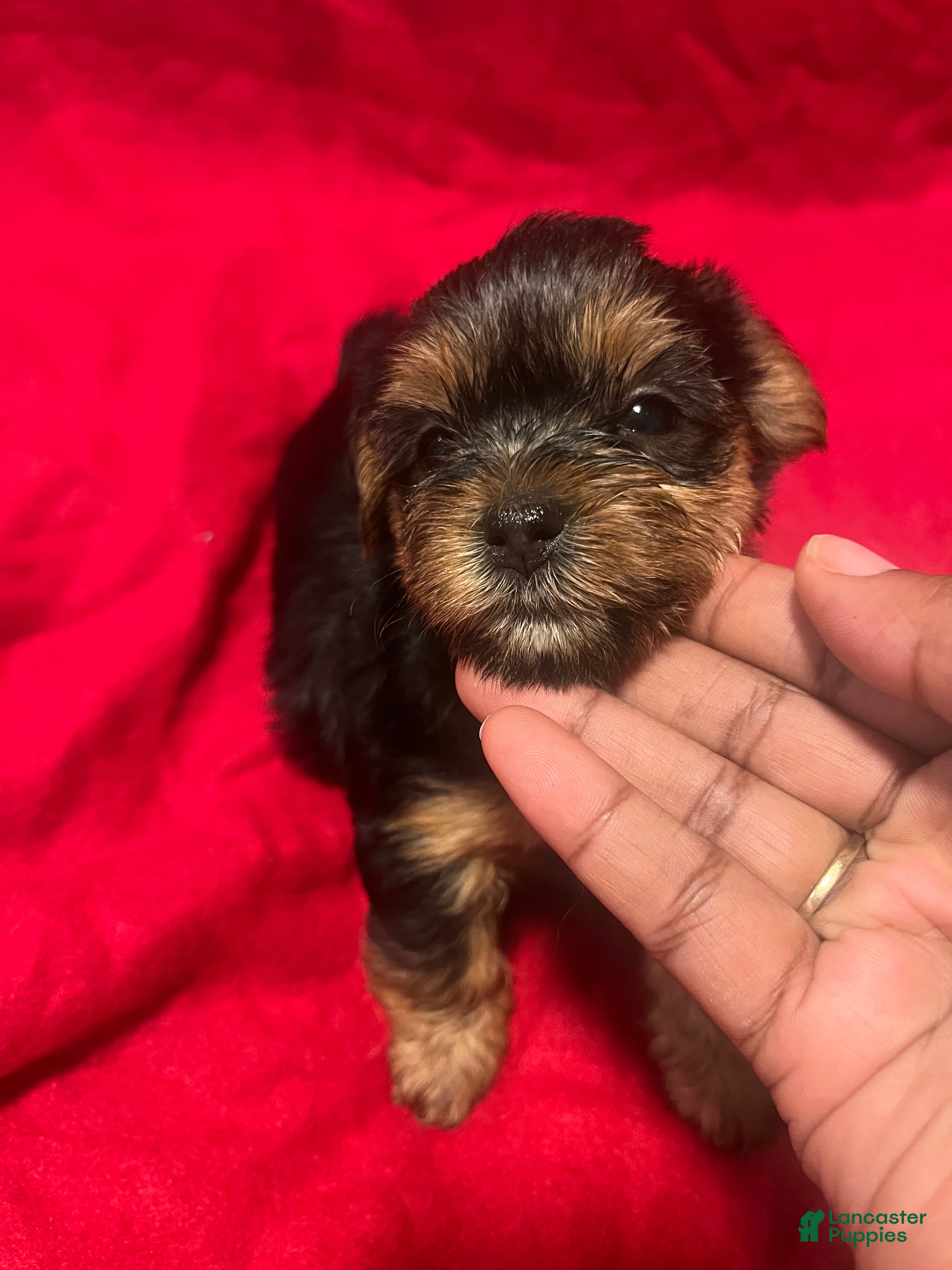 Yorkiepoo dogs Tweety  - Ad 26