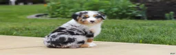 Miniature Australian Shepherd dogs for sale: Mable - Ad 6