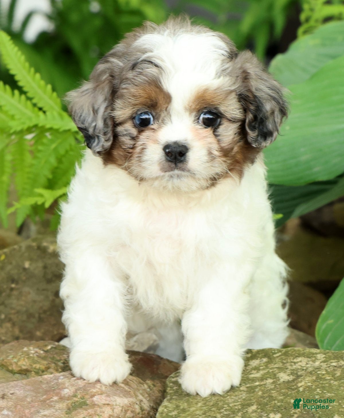 Mixed Breed dogs for sale: Poppy - Ad 3