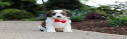 Cavachon dogs for sale: Benji - Ad 5