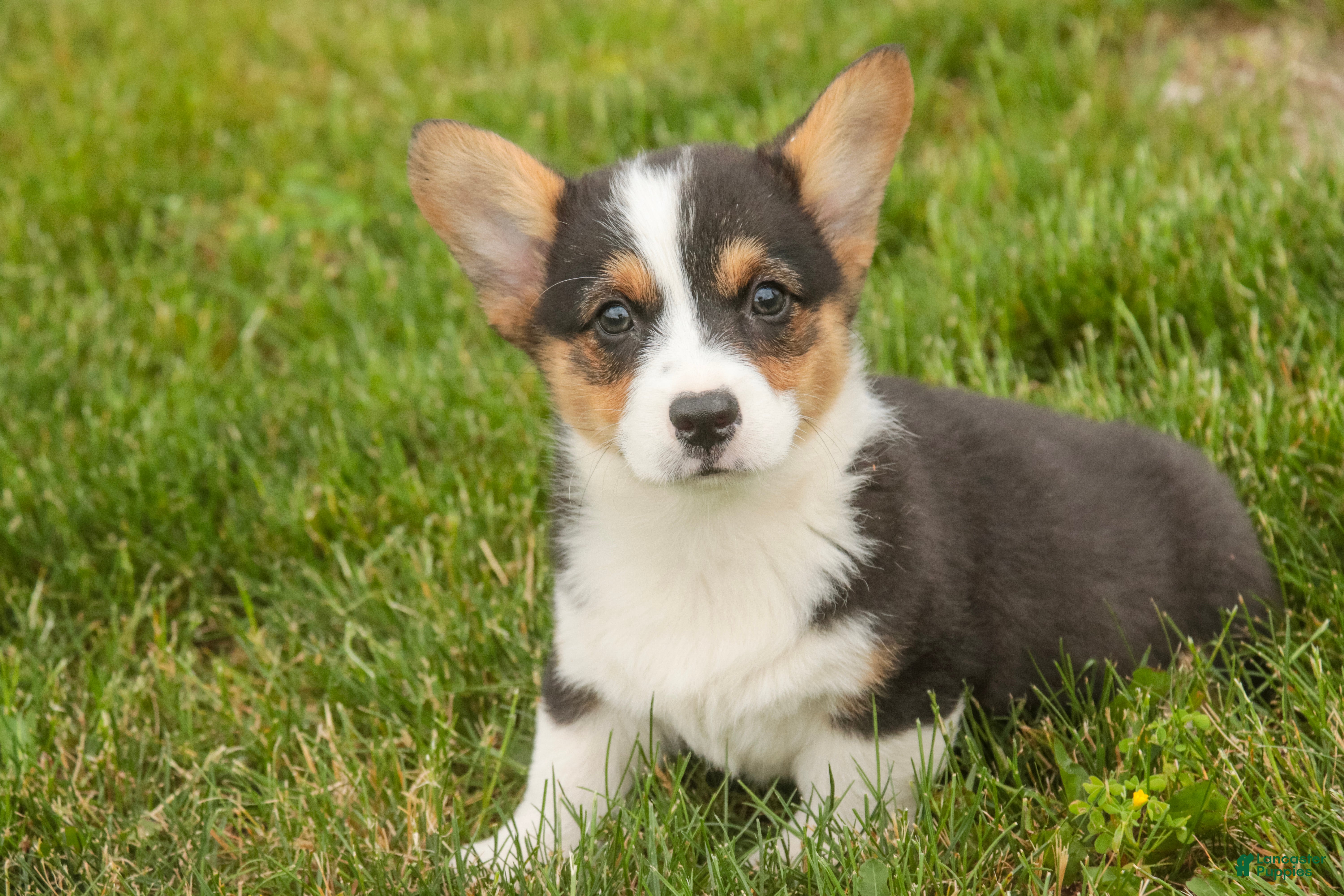 Welsh Corgi Pembroke dogs Olaf - Ad 2