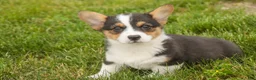 Welsh Corgi Pembroke dogs for sale: Olaf - Ad 5