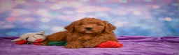 Mini Goldendoodle dogs for sale: ROSCOE - Ad 9
