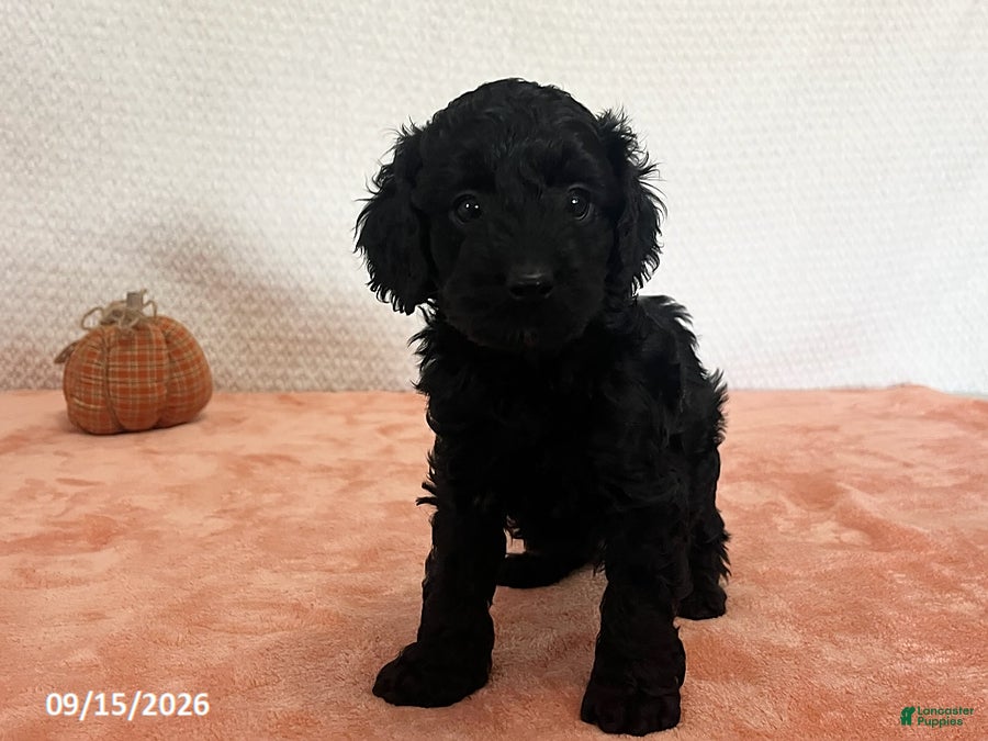 Cavapoo dogs Faith - Ad 2