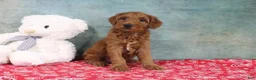 Mini Goldendoodle dogs for sale: Diane - Ad 1