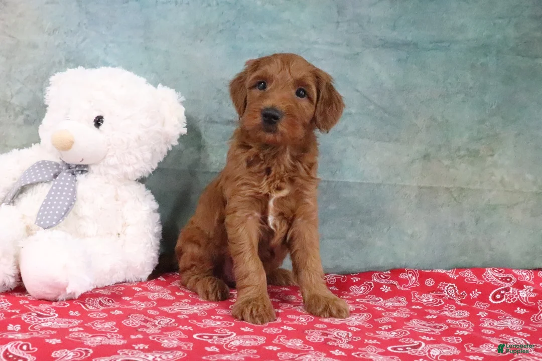Mini Goldendoodle dogs for sale: Diane - Ad 1