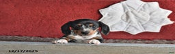 Dachshund dogs for sale: Rosie - Ad 2