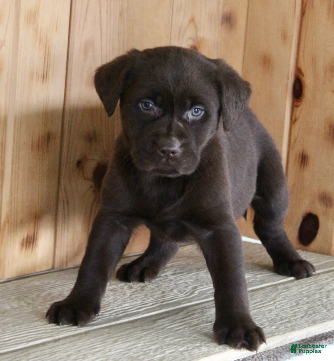 Labrador Retriever dogs for sale: Fiona - Ad 1