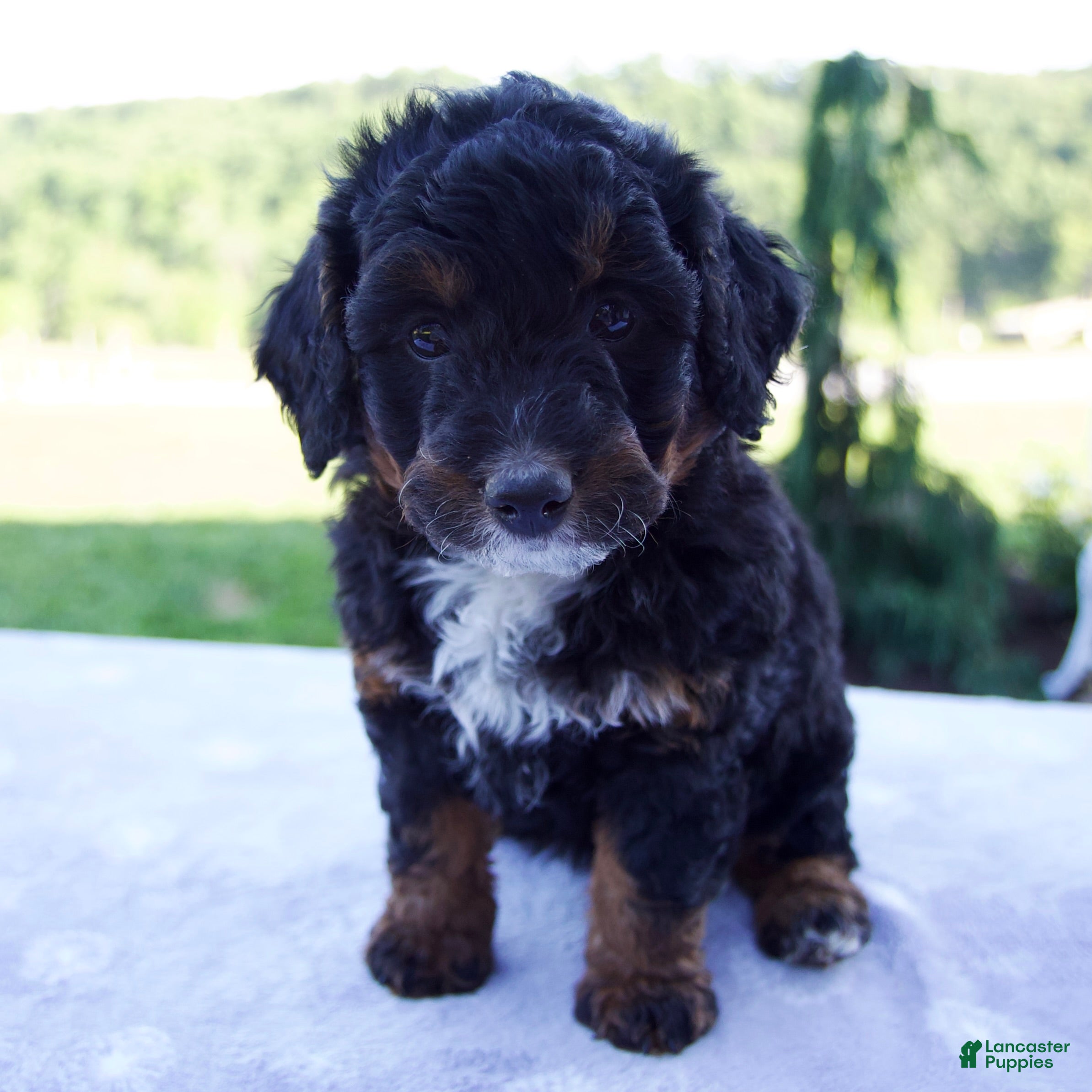 Mini Bernedoodle dogs Flicka  - Ad 1