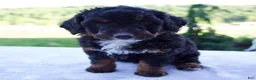 Mini Bernedoodle dogs for sale: Flicka  - Ad 1
