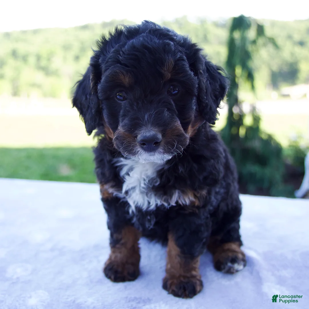 Mini Bernedoodle dogs for sale: Flicka  - Ad 1