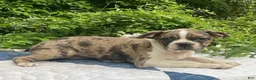 Frenchton dogs for sale: Mr.Pibb - Ad 7