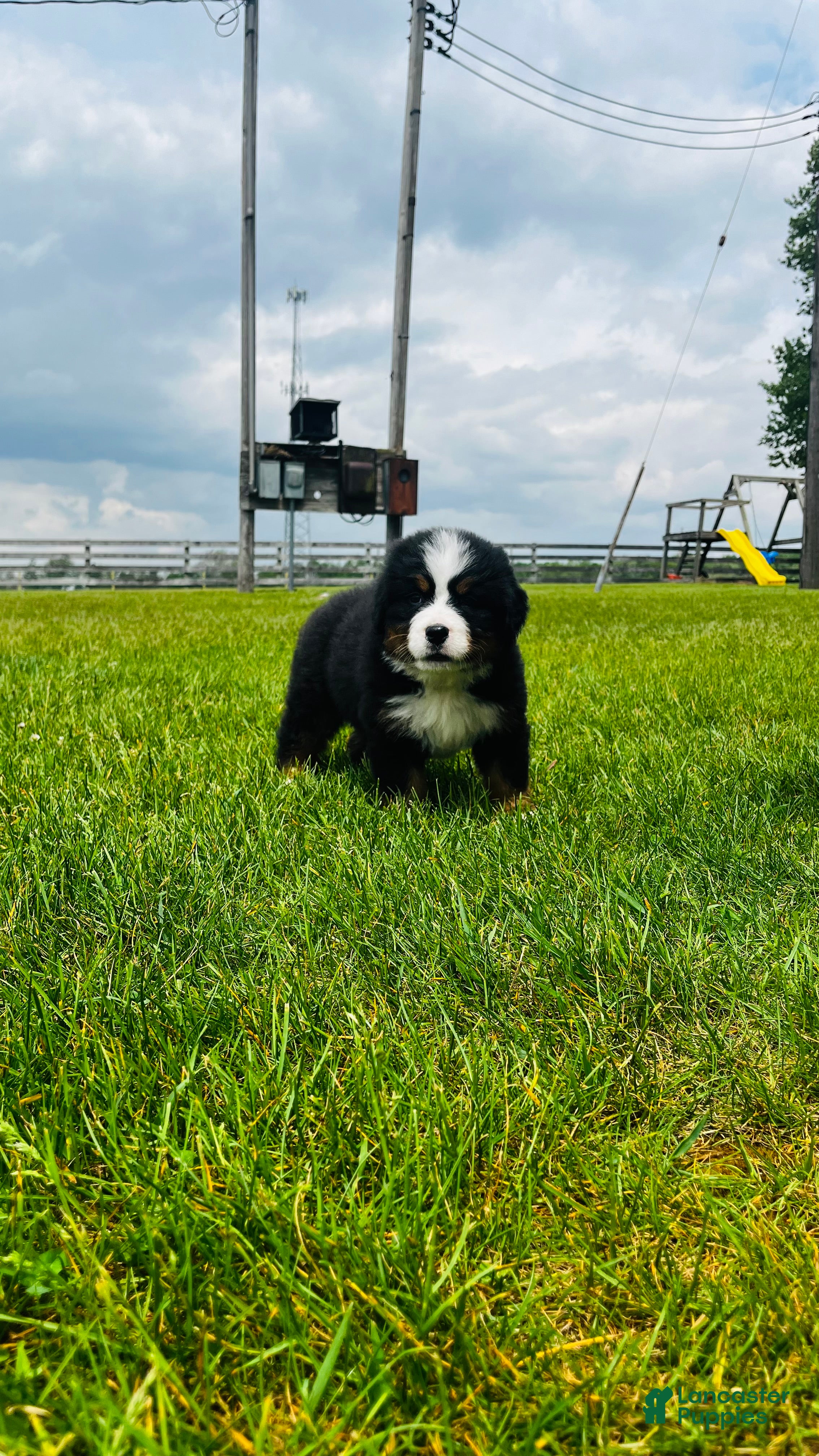 Bernese Mountain Dog dogs Montgomery - Ad 2