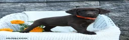 Labrador Retriever dogs for sale: Macy - Ad 3