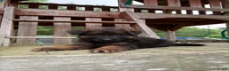 German Shepherd dogs for sale: Hazel - Ad 1