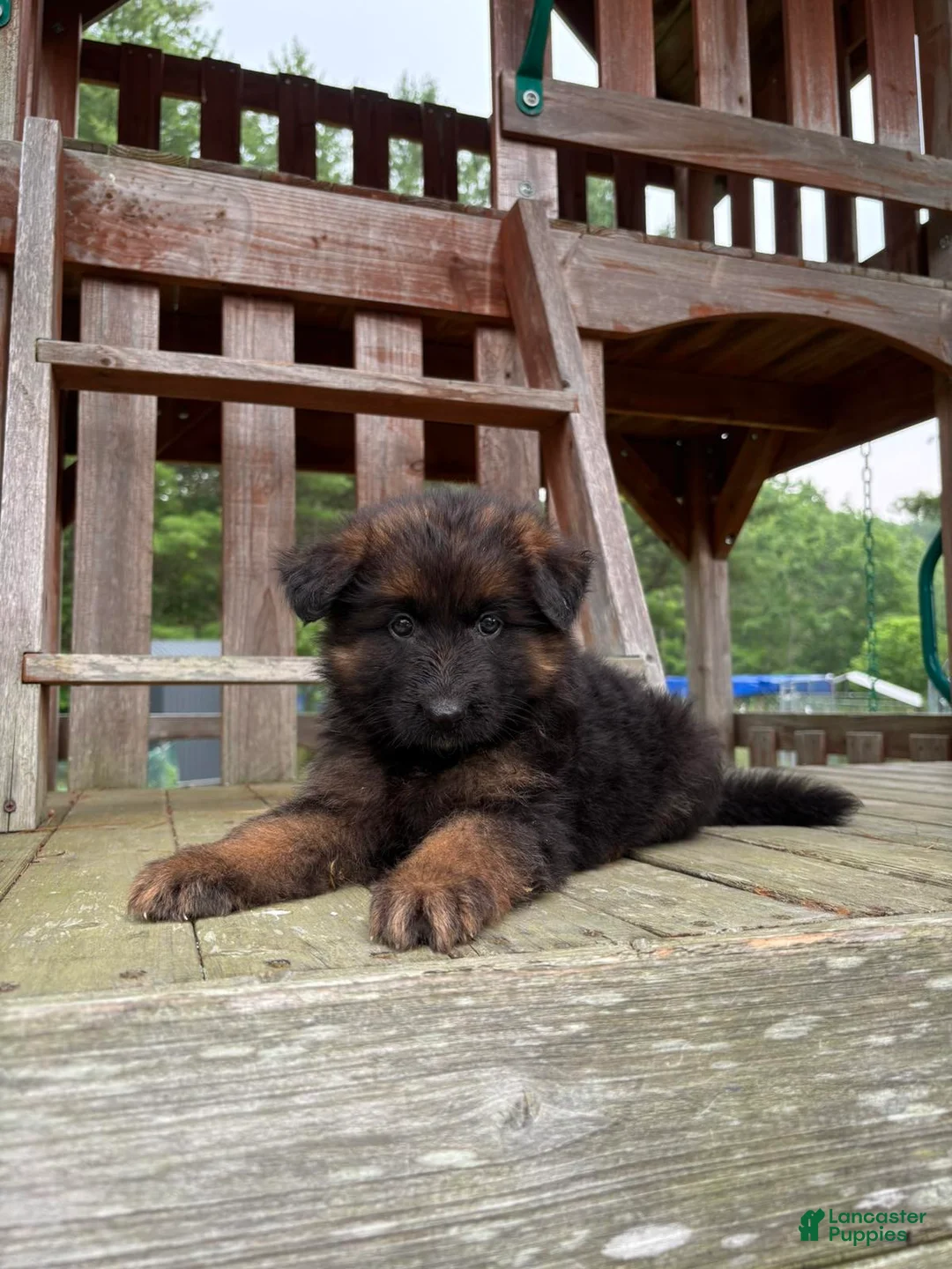 German Shepherd dogs for sale: Hazel - Ad 1