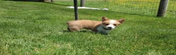 Welsh Corgi Pembroke dogs for sale: Winnie  - Ad 13