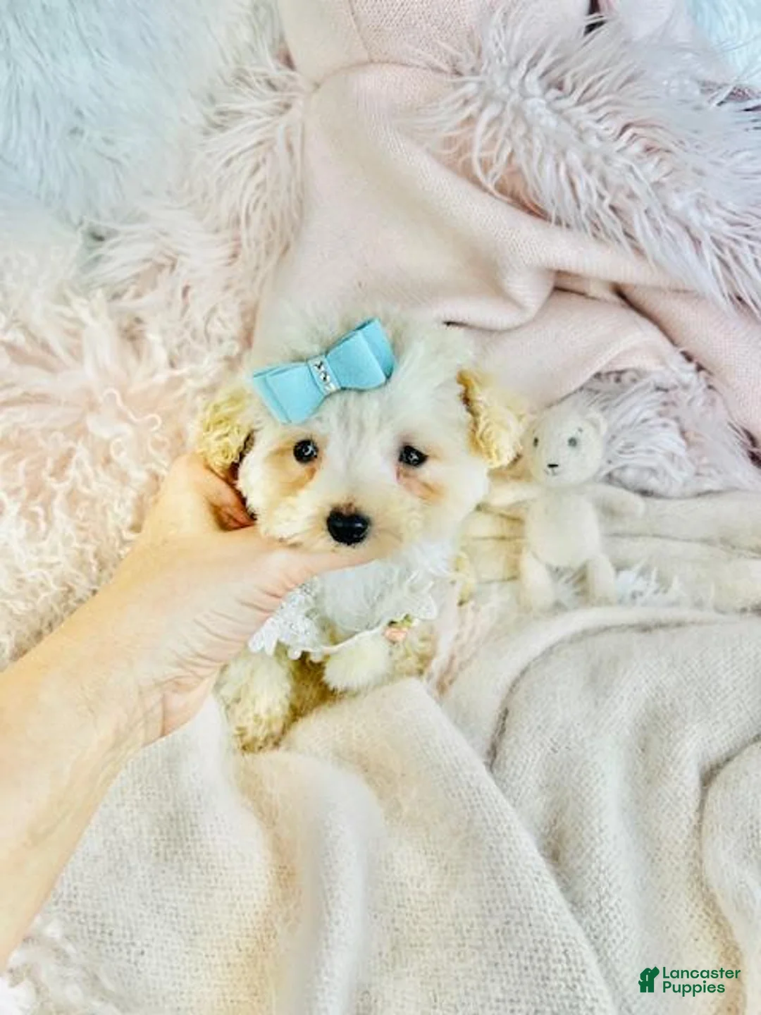 Miniature Poodle dogs for sale: TOY Poodle Puppy 2 - Ad 2