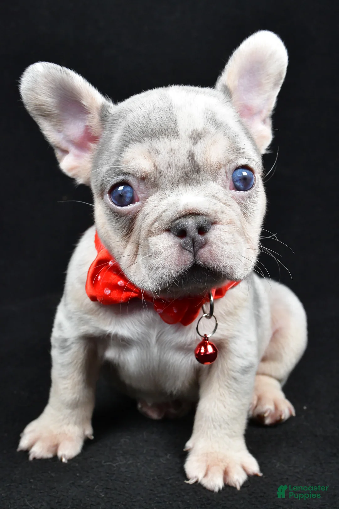 French Bulldog dogs for sale: Waylon - Ad 7