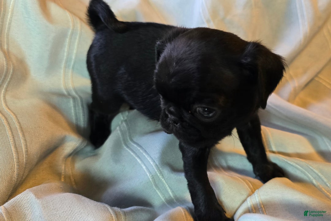 Pug dogs for sale: Elton - Ad 3