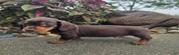 Dachshund dogs for sale: Roxy - Ad 9