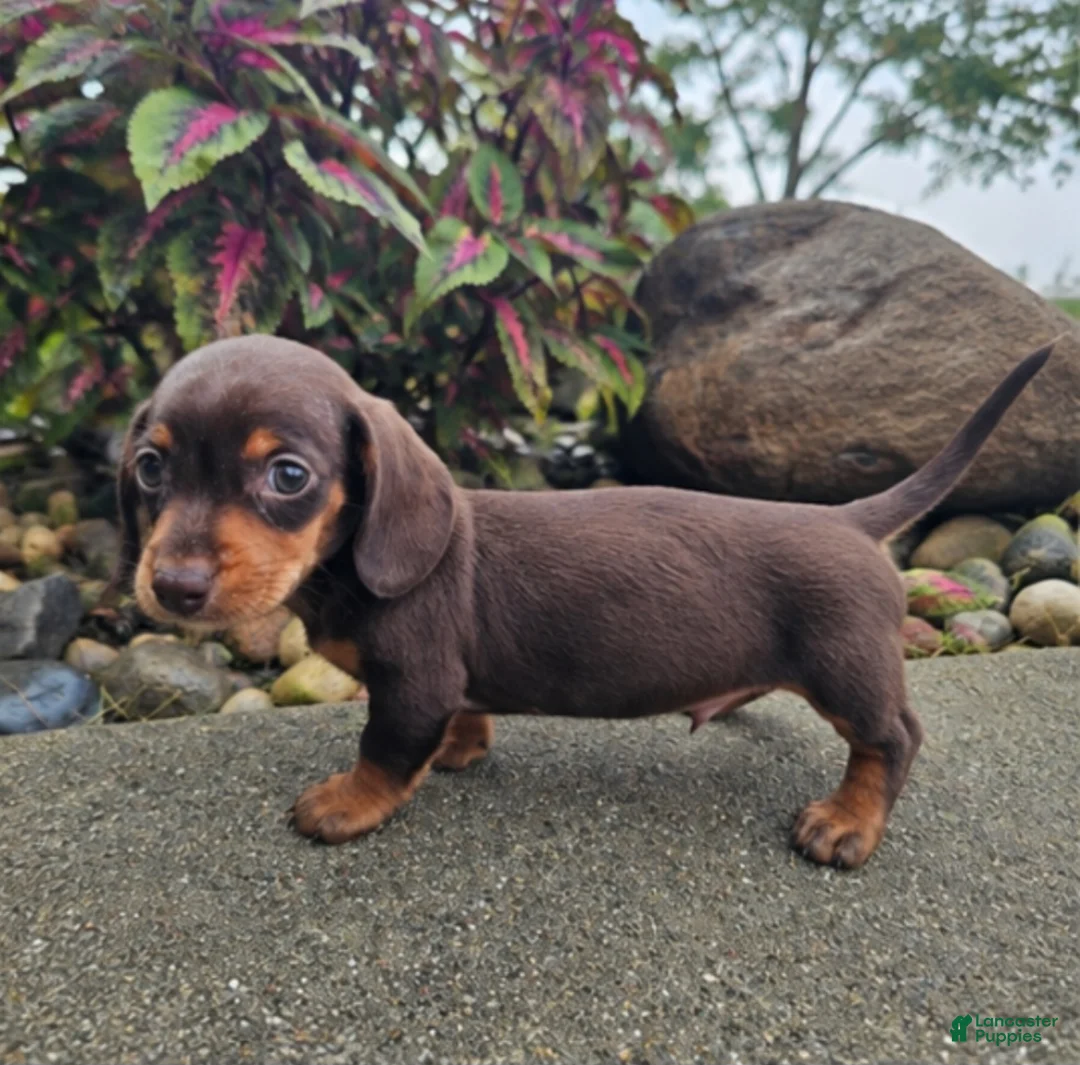 Dachshund dogs for sale: Roxy - Ad 9